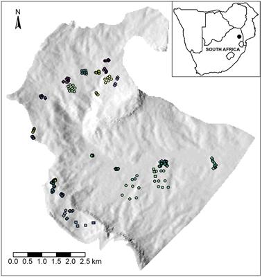 Plant diversity in secondary, montane grasslands – a case study of the abandoned plantations of Mariepskop Mountain, South Africa